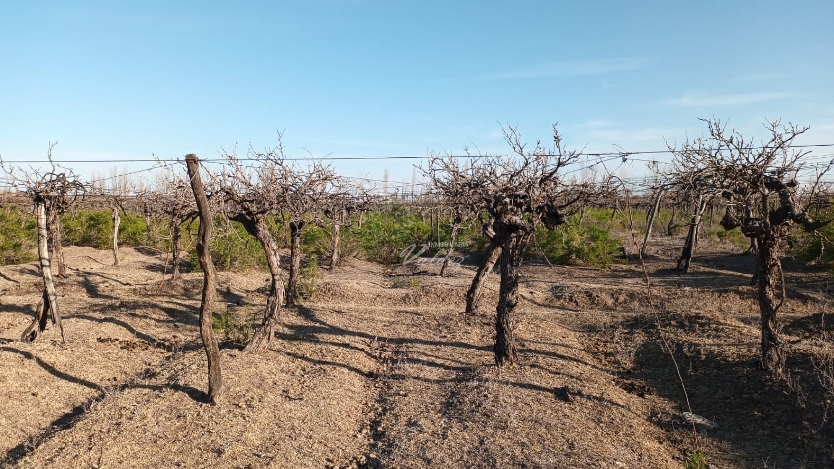 Finca a la Venta en "Los Claveles" 