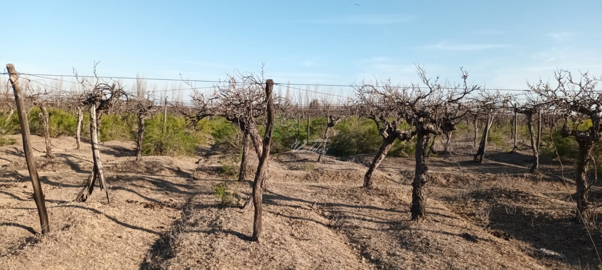 Finca a la Venta en "Los Claveles" 