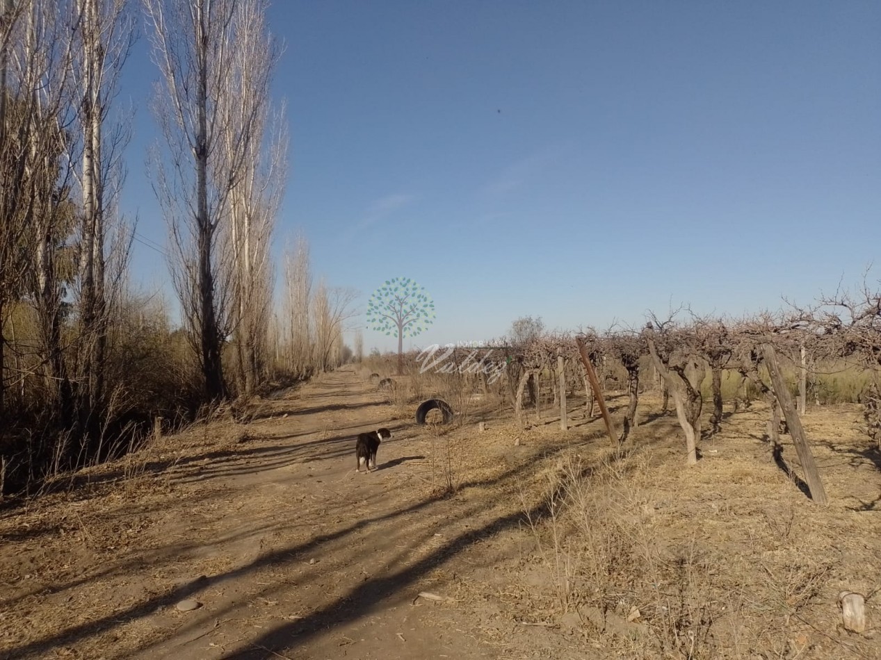 Finca a la Venta en "Los Claveles" 