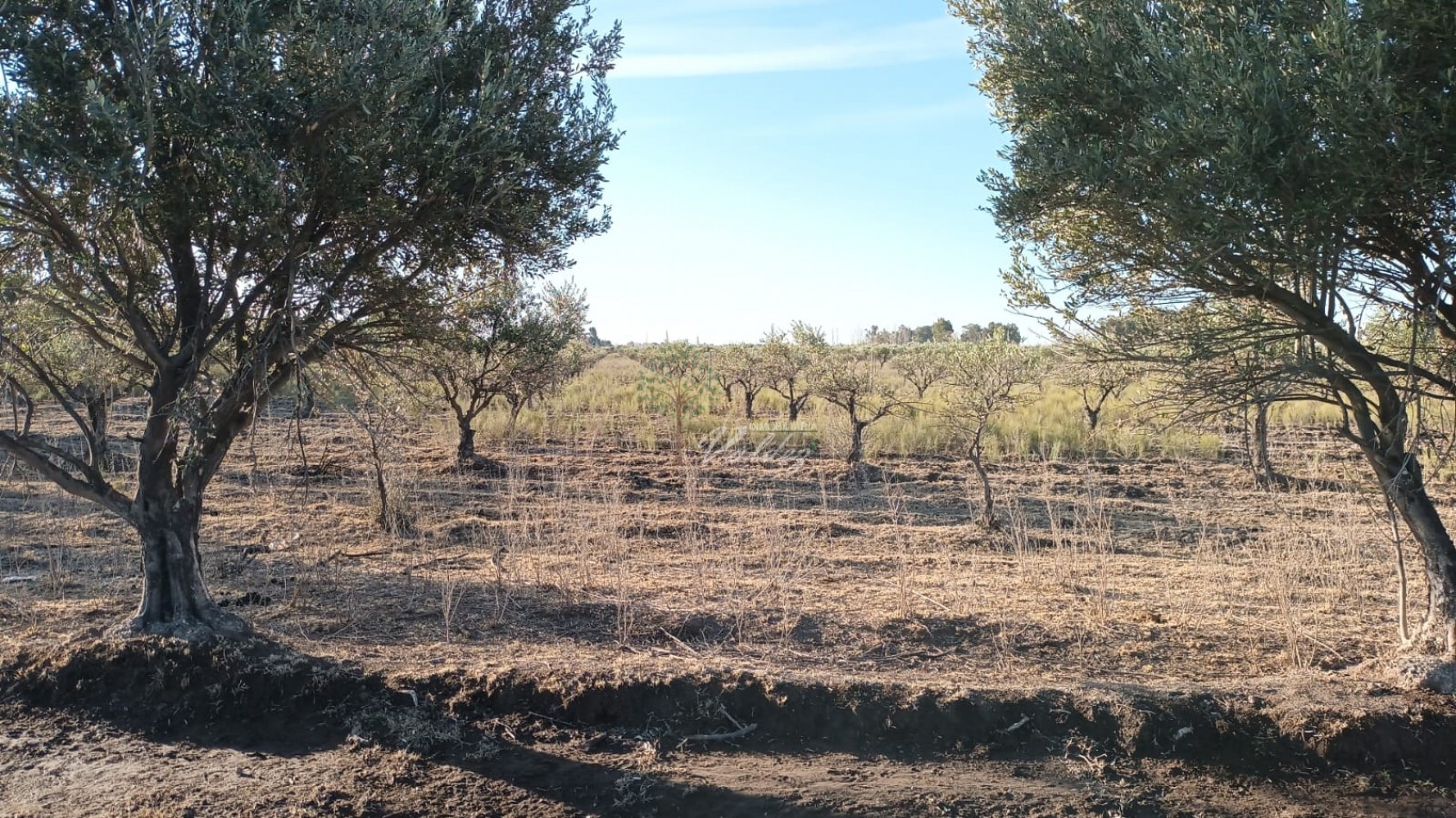 Finca a la Venta en "Los Claveles" 